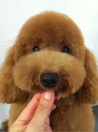 国産ドッグフード「トリトッピン」お客様の声