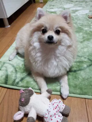 国産ドッグフード「トリトッピン」お客様の声