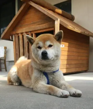 国産ドッグフード「トリトッピン」お客様の声