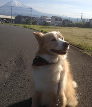 国産ドッグフード「トリトッピン」お客様の声