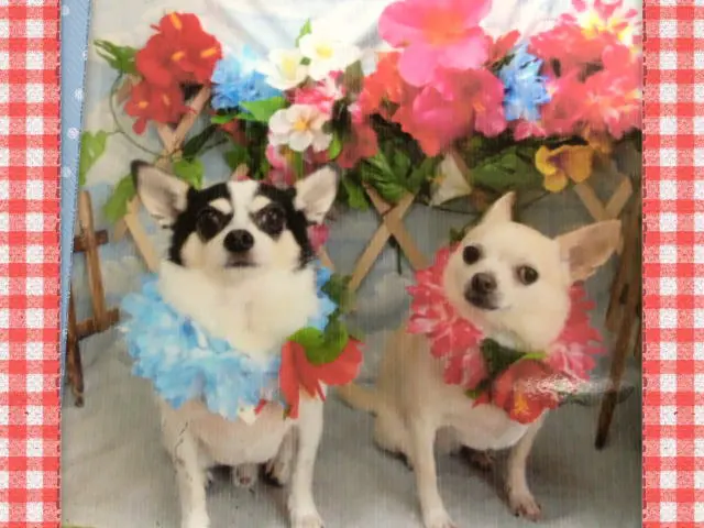 国産ドッグフード「トリトッピン」お客様の声