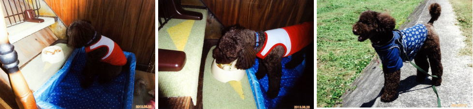 国産ドッグフード「トリトッピン」お客様の声