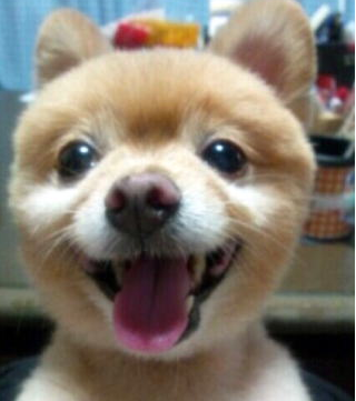 国産ドッグフード「トリトッピン」お客様の声