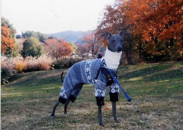 国産ドッグフード「トリトッピン」お客様の声