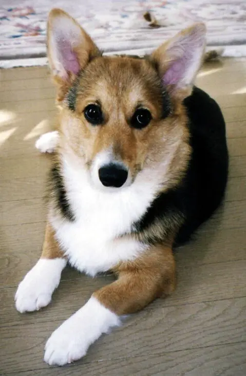 国産ドッグフード「トリトッピン」お客様の声