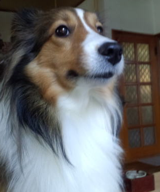 炭ペットシーツお客様の声