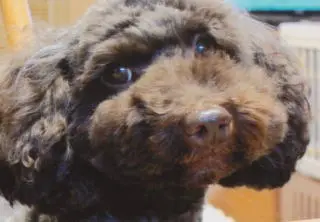 「日優犬高松」へのお客様の声