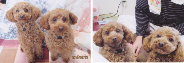 「日優犬高松」へのお客様の声