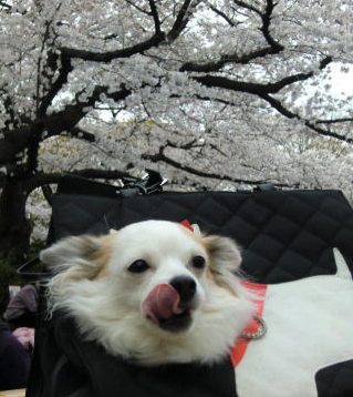 「日優犬高松」へのお客様の声