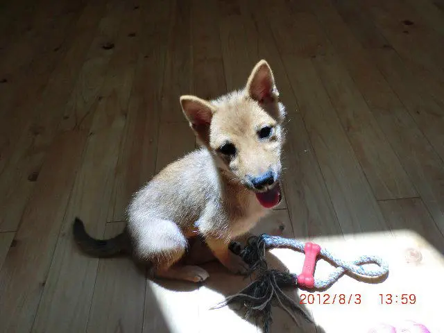 「日優犬高松」へのお客様の声