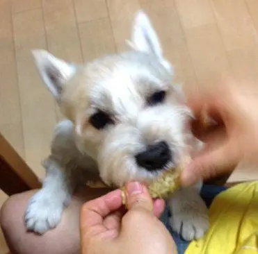 「日優犬高松」へのお客様の声