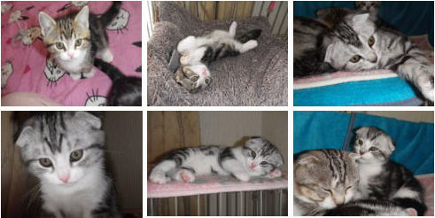 「日優犬高松」へのお客様の声