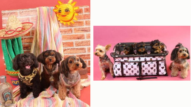 「日優犬高松」へのお客様の声