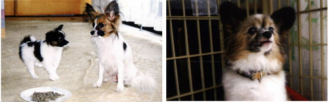 「日優犬高松」へのお客様の声