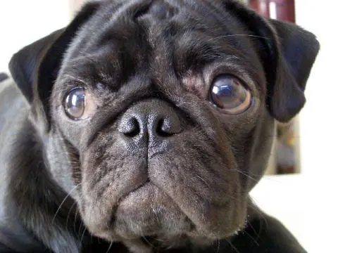 「日優犬高松」へのお客様の声