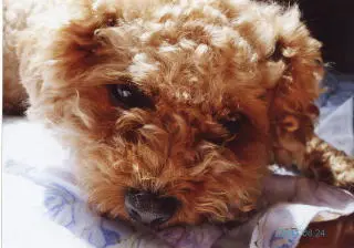 「日優犬高松」へのお客様の声