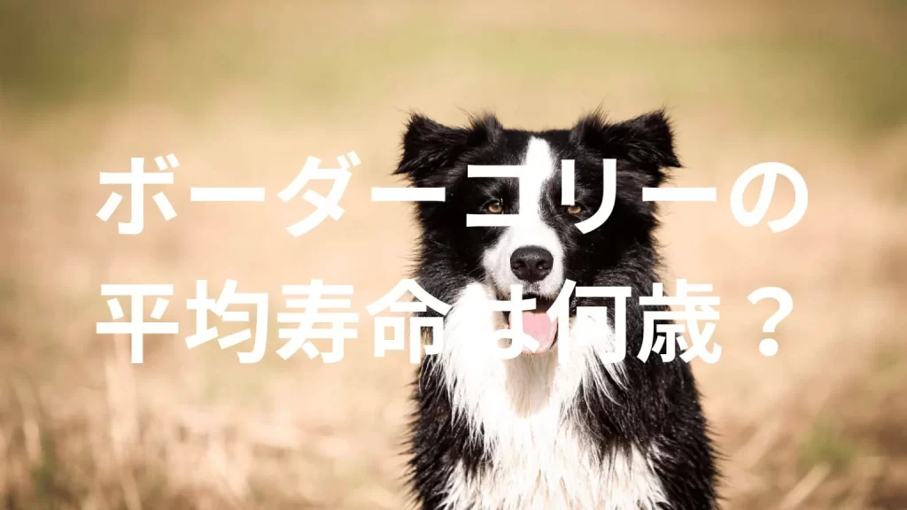 ボーダーコリーの平均寿命は何歳？寿命の目安と長生きのための健康管理を解説