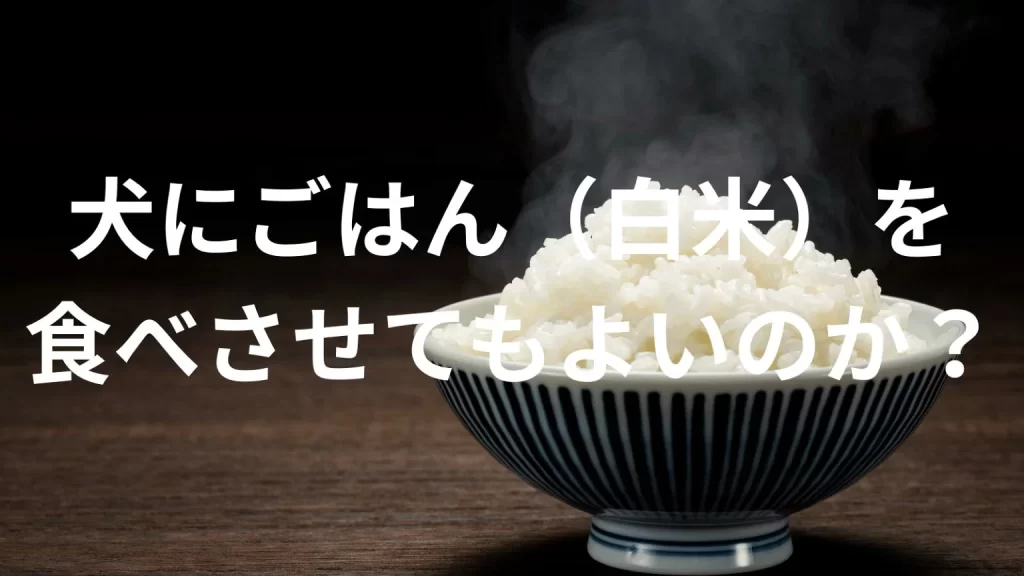 犬にごはんを食べさせても大丈夫？犬は白米を食べていい？与える際の注意点を解説