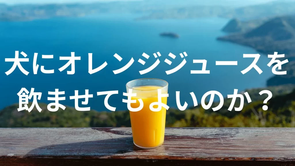 犬にオレンジジュースを飲ませても大丈夫?犬はオレンジジュースを飲んでいい?与える際の注意点を解説