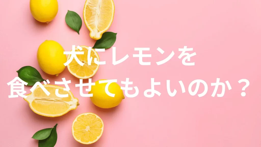 犬にレモンを食べさせても大丈夫？与えてよいのか注意点を解説