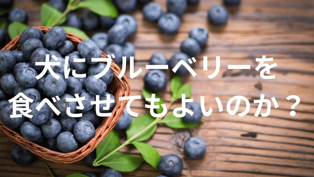 犬にブルーベリーを食べさせても大丈夫?与えてよい量や注意点を解説