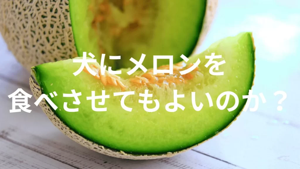 犬にメロンを食べさせても大丈夫?与えてよい量や注意点を解説