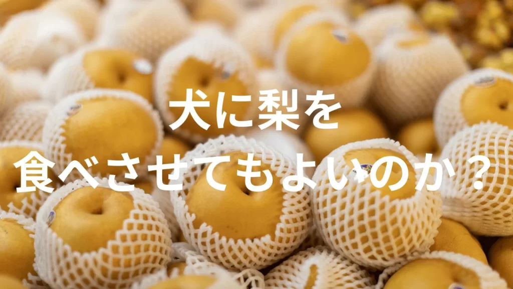 犬に梨（なし）を食べさせても大丈夫？犬は梨を食べていい？与える際の注意点を解説