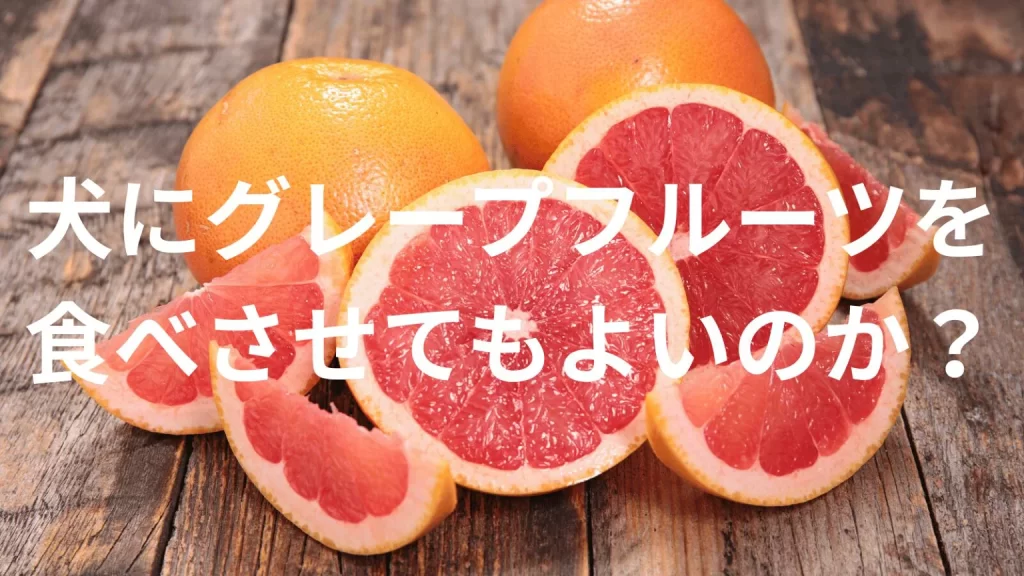 犬にグレープフルーツを食べさせても大丈夫?犬はグレープフルーツを食べていい?与える際の注意点を解説