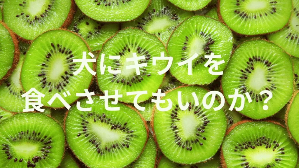 犬にキウイを食べさせても大丈夫?犬はキウイを食べていい?与える際の注意点を解説
