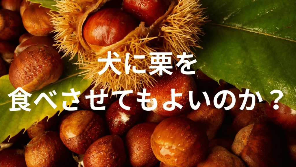 犬に栗(くり)を食べさせても大丈夫?犬は栗を食べていい?与える際の注意点を解説