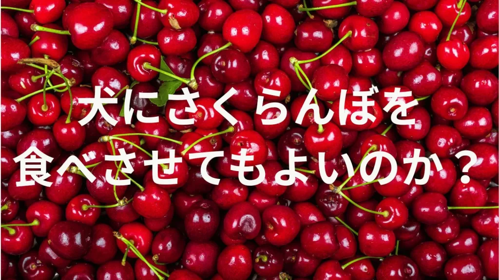 犬にサクランボを食べさせても大丈夫?犬はサクランボを食べていい?与える際の注意点を解説