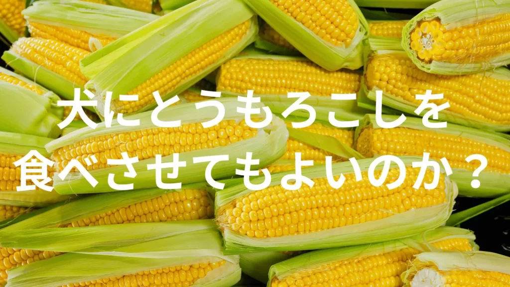 犬にトウモロコシを食べさせても大丈夫?犬はトウモロコシを食べていい?与える際の注意点を解説