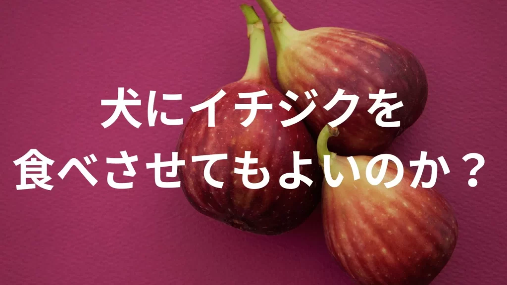 犬に無花果（いちじく）を食べさせても大丈夫？犬はいちじくを食べていい？与える際の注意点を解説