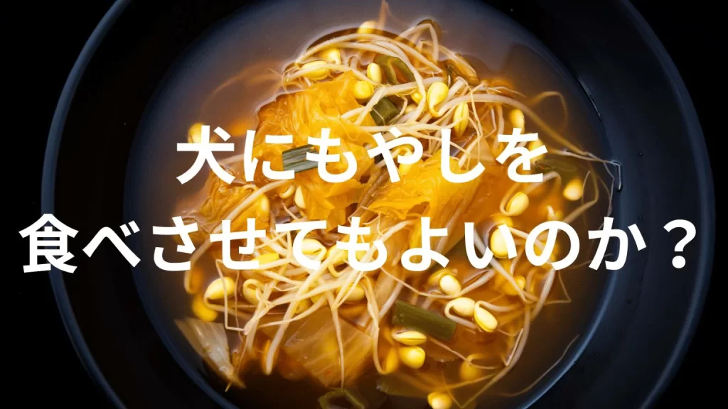 犬にもやしを食べさせても大丈夫?犬はもやしを食べていい?与える際の注意点を解説