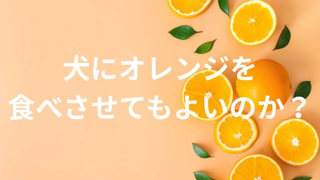犬にオレンジを食べさせても大丈夫?犬はオレンジを食べていい?与える際の注意点を解説