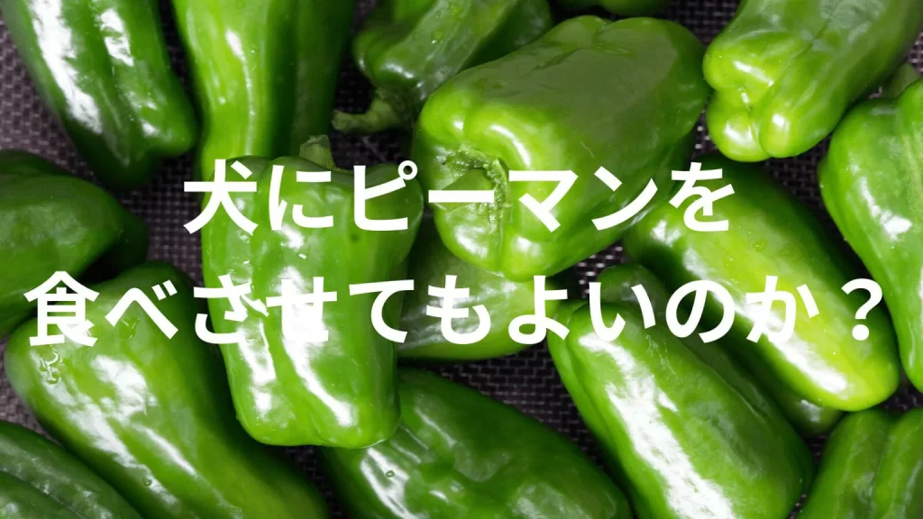 犬にピーマンを食べさせても大丈夫？犬はピーマンを食べていい？与える際の注意点を解説