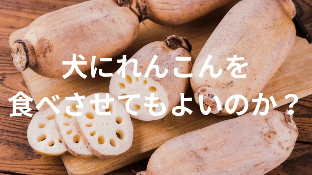 犬に蓮根（レンコン）を食べさせても大丈夫？犬は蓮根を食べていい？与える際の注意点を解説
