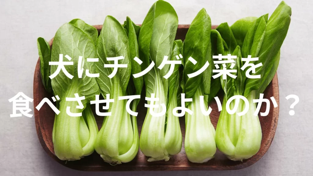 犬にチンゲン菜を食べさせても大丈夫?犬はチンゲン菜を食べていい?与える際の注意点を解説
