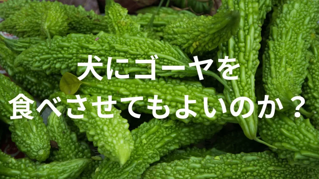 犬にゴーヤを食べさせても大丈夫？犬はゴーヤを食べていい？与える際の注意点を解説
