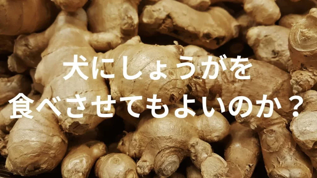 犬に生姜(しょうが)を食べさせても大丈夫?犬は生姜(しょうが)を食べていい?与える際の注意点を解説