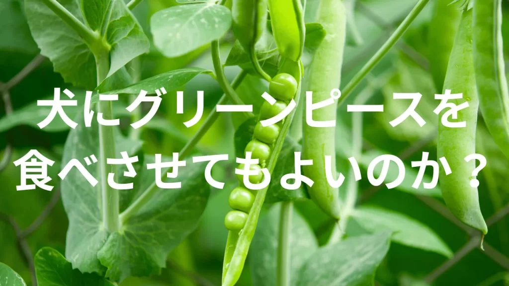 犬にグリーンピースを食べさせても大丈夫？犬はグリーンピースを食べていい？与える際の注意点を解説
