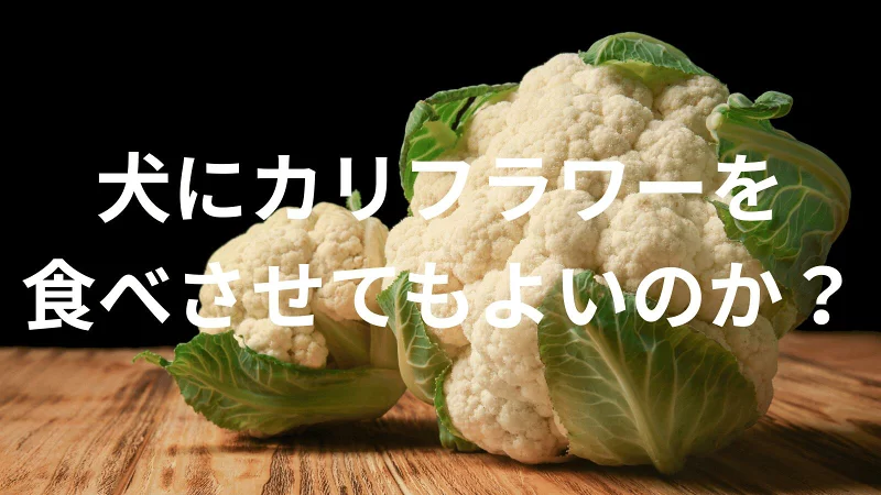 犬にカリフラワーを食べさせても大丈夫？犬はカリフラワーを食べていい？与える際の注意点を解説