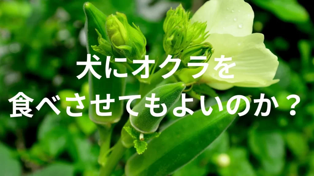 犬にオクラを食べさせても大丈夫？犬はオクラを食べていい？与える際の注意点を解説