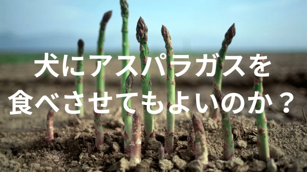 犬にアスパラを食べさせても大丈夫？犬はアスパラを食べていい？与える際の注意点を解説