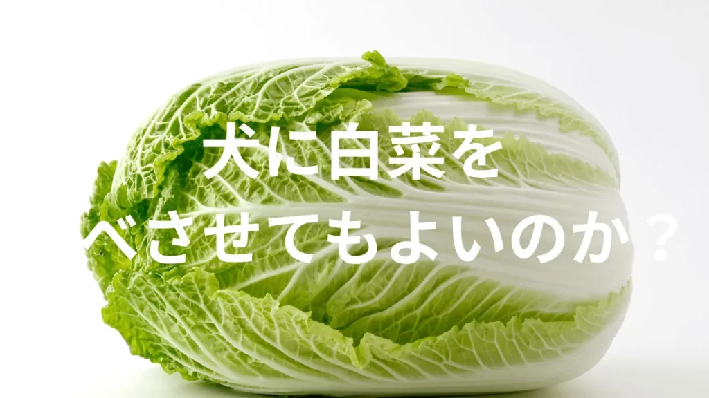 犬に白菜(はくさい)を食べさせても大丈夫?犬は白菜を食べていい?与える際の注意点を解説