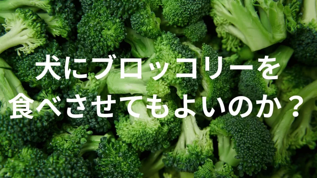 犬にブロッコリーを食べさせても大丈夫？犬はブロッコリーを食べていい？与える際の注意点を解説
