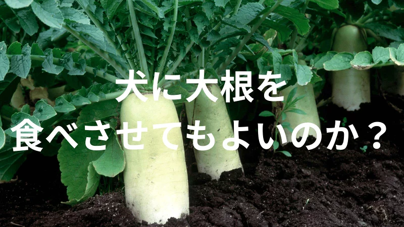 犬に大根（だいこん）を食べさせても大丈夫？犬は大根（だいこん）を食べていい？与える際の注意点を解説
