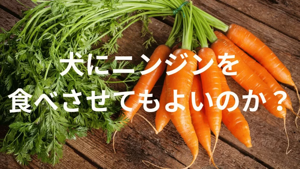 犬に人参（にんじん）を食べさせても大丈夫？犬は人参（にんじん）を食べていい？与える際の注意点を解説