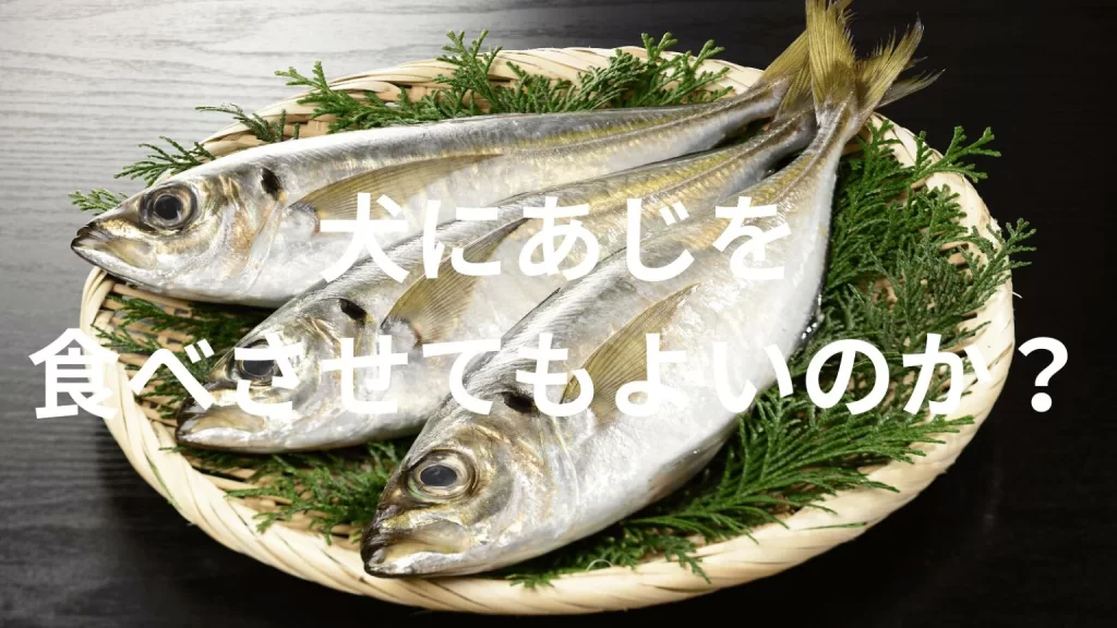 犬に鯵(アジ)を食べさせても大丈夫?犬は鯵(アジ)を食べていい?与える際の注意点を解説