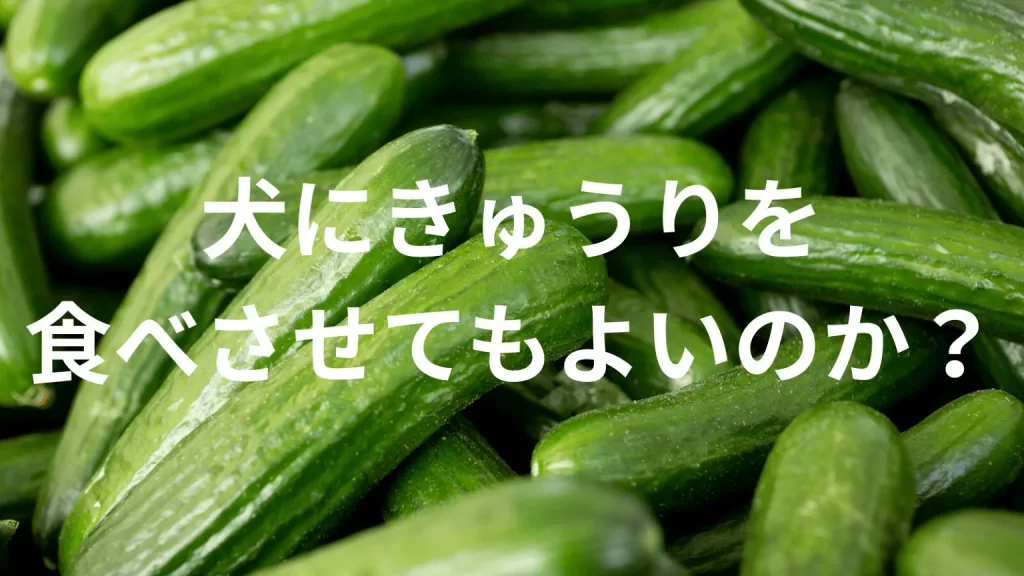 犬にキュウリを食べさせても大丈夫?犬はキュウリを食べていい?与える際の注意点を解説